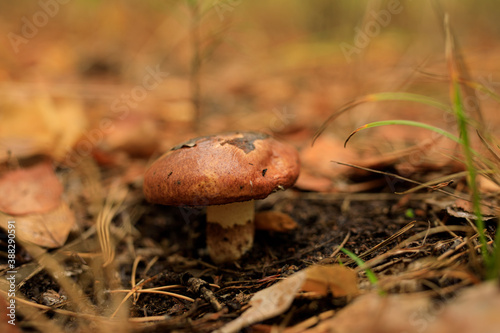 Mushroom oiler in a forest