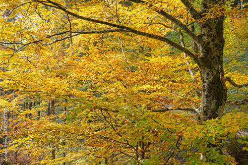 Herbstwald bei Hintergoldingen, Kanton St. Gallen, Schweiz