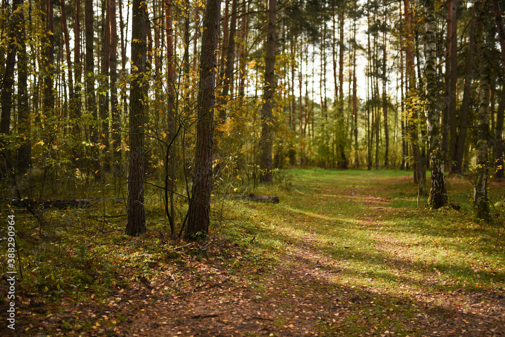 Fototapeta premium path in the forest