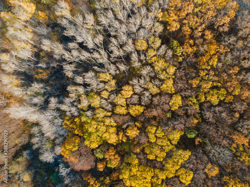Aerial view of autumn forest. Fall landscape with red yellow green trees. Nature Landscape background