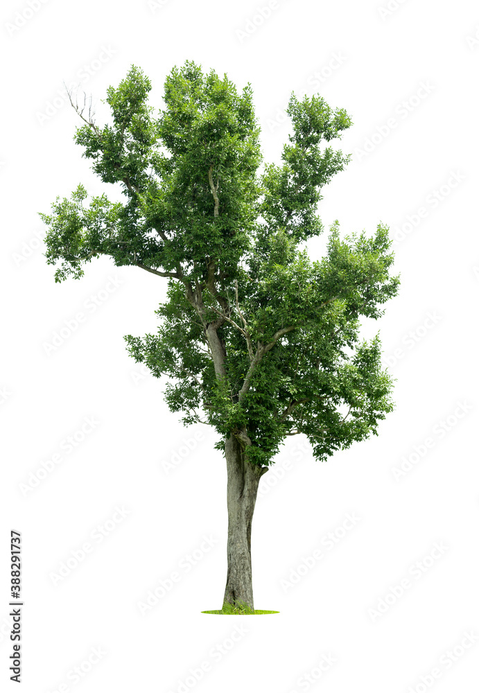 Trees isolated on white background, tropical trees isolated used for design, advertising and architecture. Trees isolated on white background, tropical trees isolated used for design, advertising and architecture.