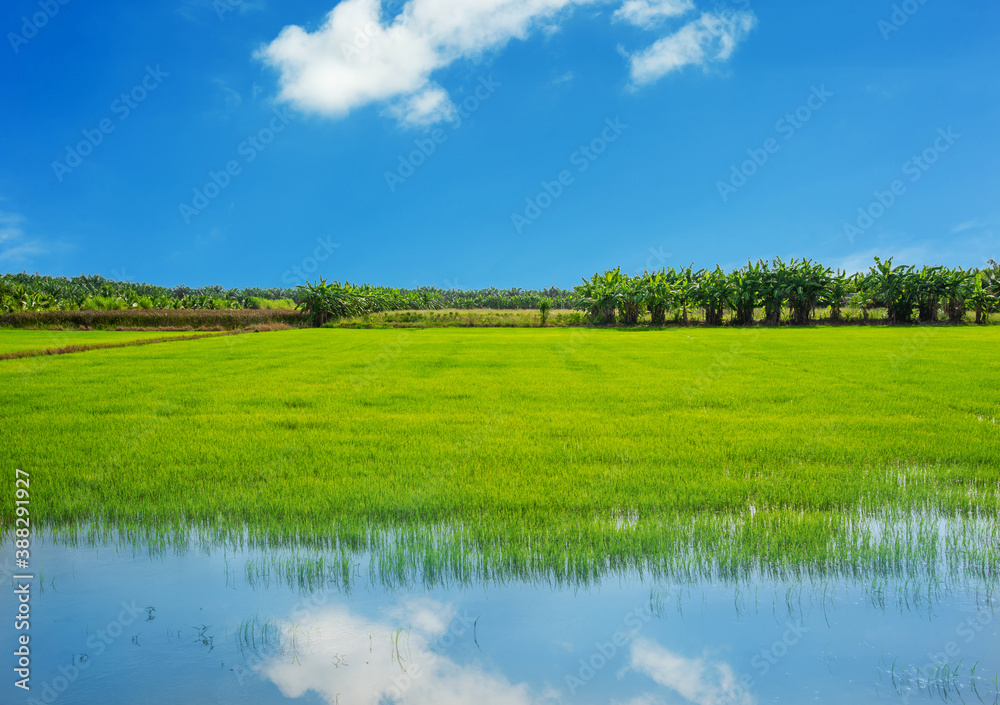Rice field, Agriculture, paddy, with white cloud Rice field, Agriculture, paddy, with white cloud