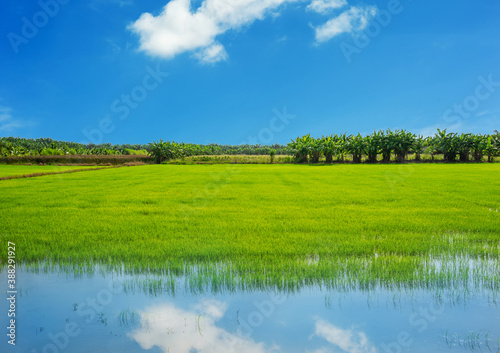 Rice field, Agriculture, paddy, with white cloud