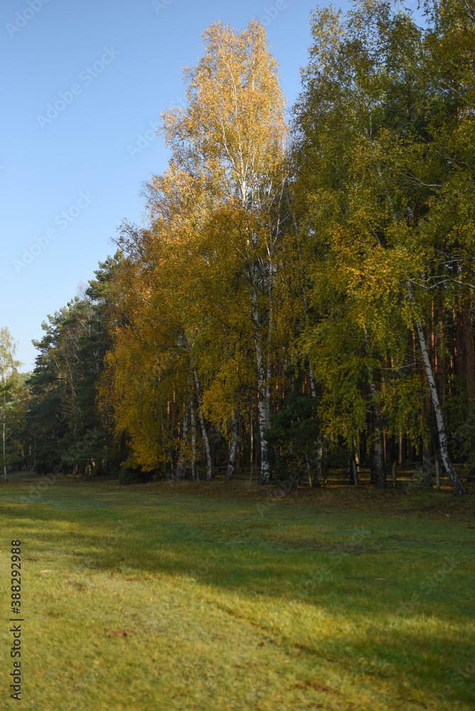 Naklejka premium autumn trees in the park