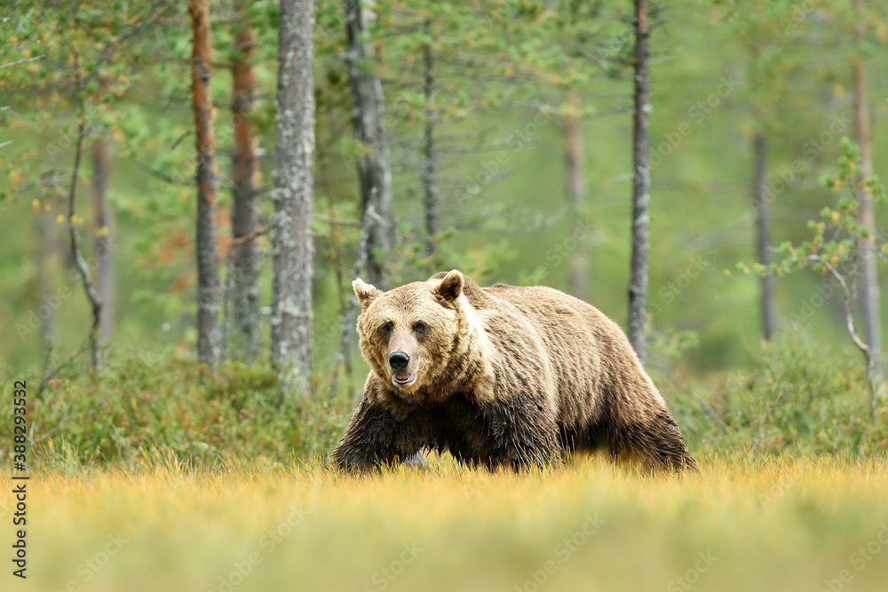 Fototapeta premium Big male brown bear forest in the background