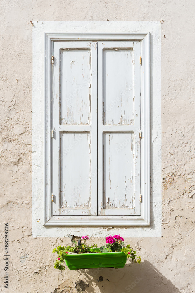 Green planter with pink flowers under a window with closed white wooden shutters Green planter with pink flowers under a window with closed white wooden shutters
