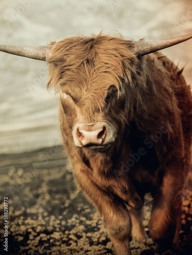 Scottish Highland cattle in Steamboat Springs, Co