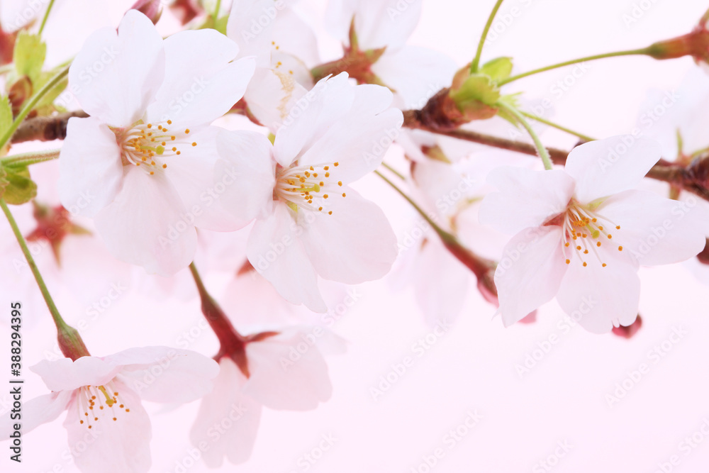 Obraz premium ソメイヨシノ