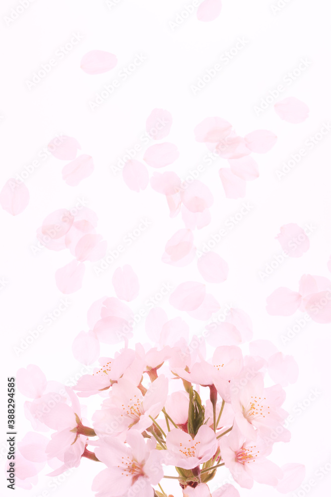 ソメイヨシノ ソメイヨシノ