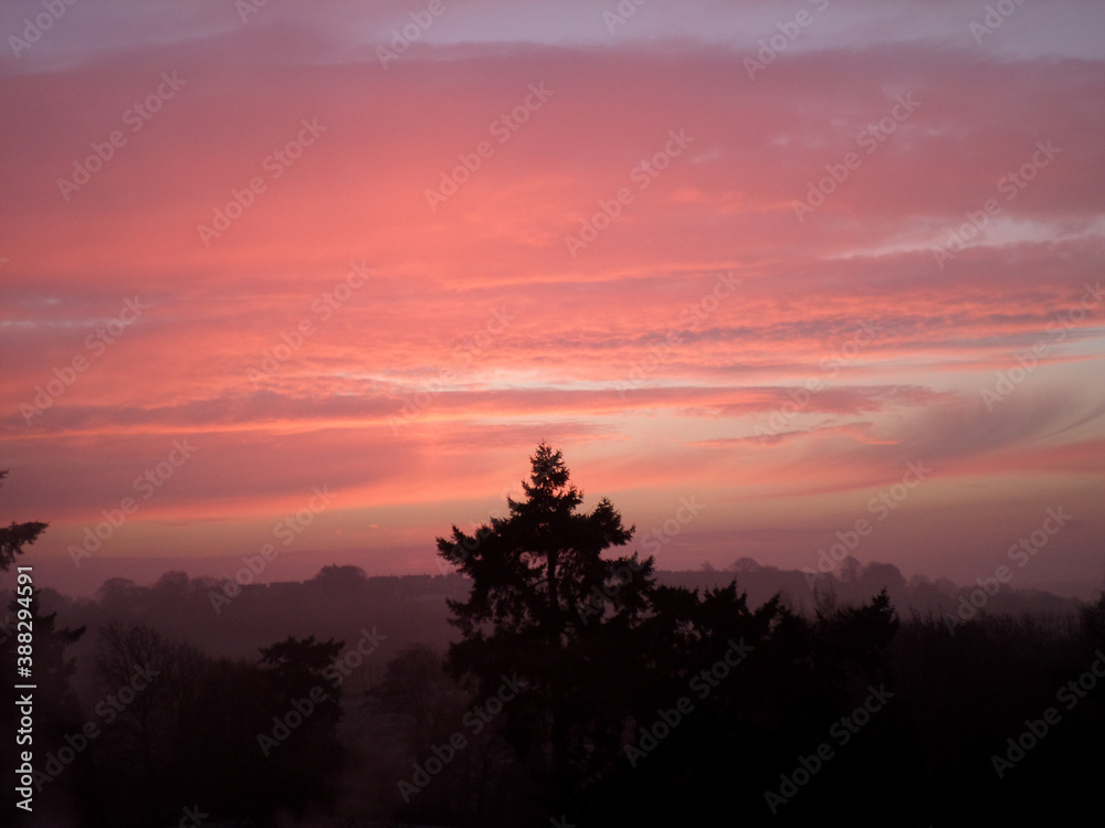 Obraz premium Sunset Trees