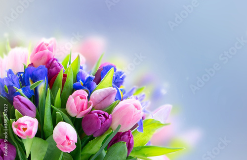 Fototapeta Naklejka Na Ścianę i Meble -  Pink and violet tulips flowers
