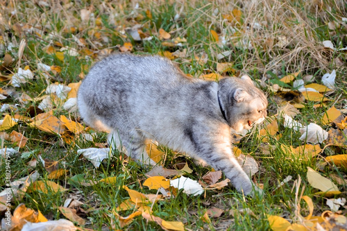 angry gray tabby cat hisses. cat walks on the grass with yellow leaves, autumn day.