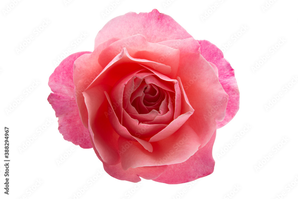 pink rose flower isolated pink rose flower isolated