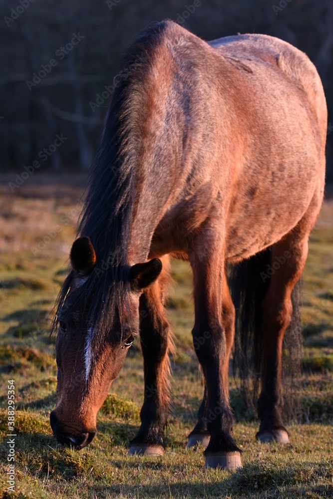 Horse grazingin at beautiful sunset
Horse grazingin at beautiful sunset