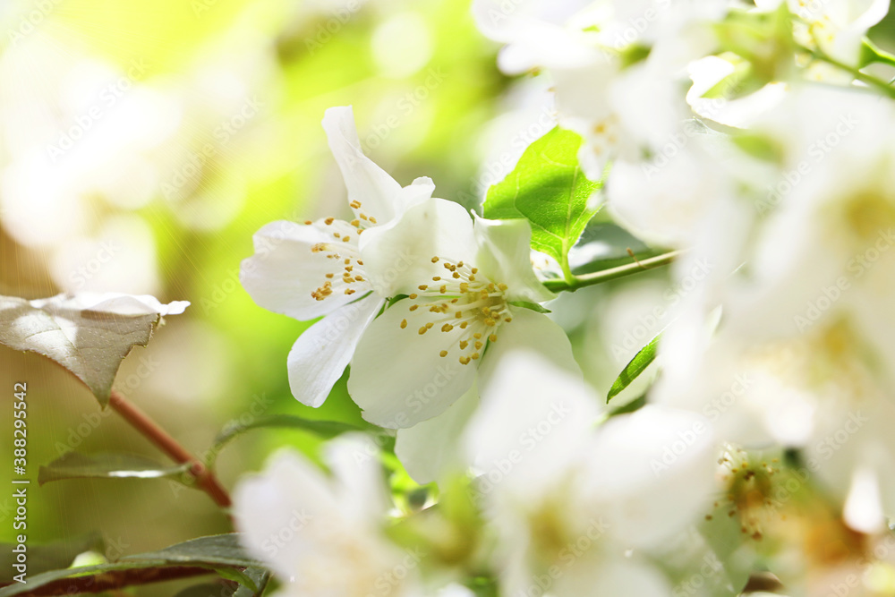 Beautiful blossom of the jasmine.Bright close up photography.