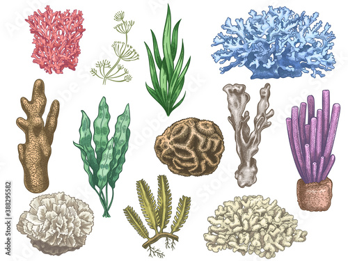 Hand drawn seaweeds and corals. Sea reef and aquarium underwater plants. Kelp, algae marine weeds vintage colored style isolated vector set. Illustration coral reef sea, seaweed marine
