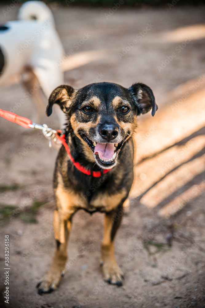 Adopted puppies enjoy an incredible summer in the city of Spain. The beach, the sun and the breeze are the perfect idea to take a walk. Adopted puppies enjoy an incredible summer in the city of Spain. The beach, the sun and the breeze are the perfect idea to take a walk.