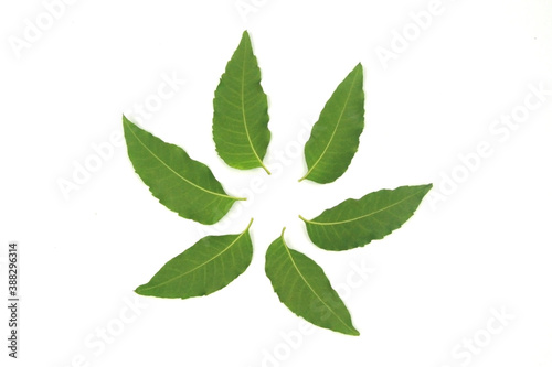 Six back side neem leaf isolated on white background.