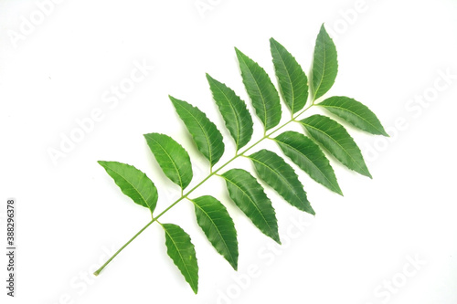Medicinal neem leaf isolated on white background. Green leaf in South East Asia. Azadirachta indica var. siamensis valeton. 