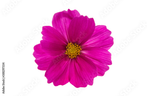 kosmeya flower isolated