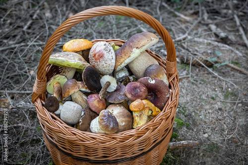 Look into wicker basket with edible mushrooms in forest