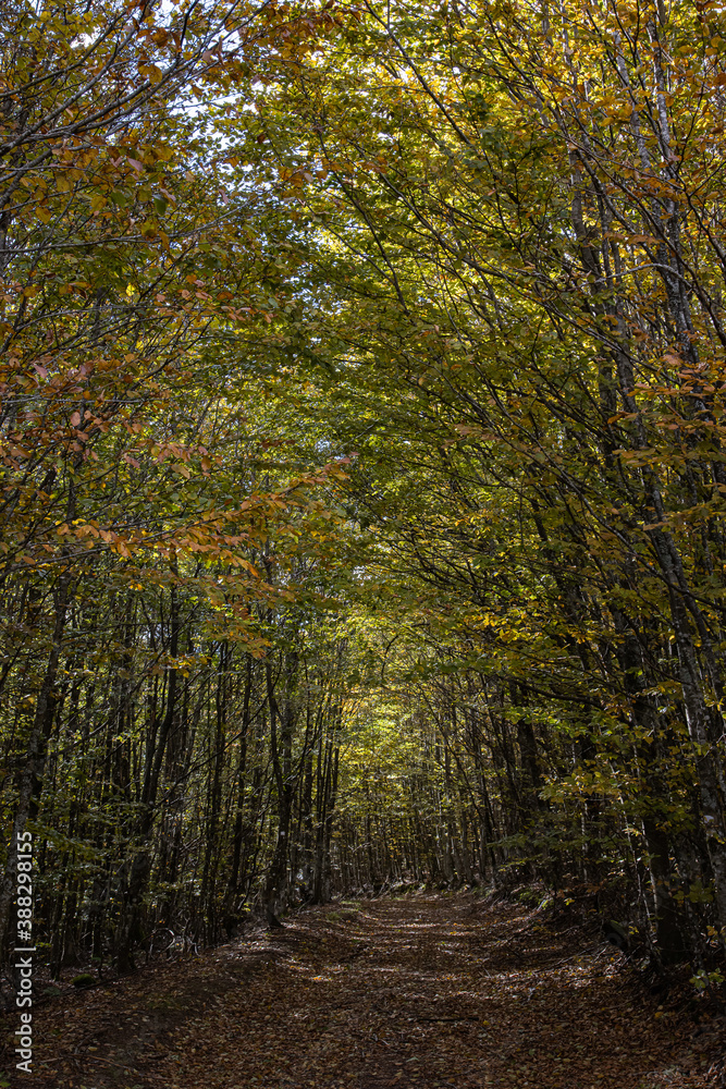Obraz premium chemin en automne dans les Vosges
