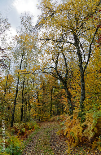 chemin en automne dans les Vosges