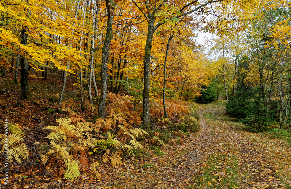 Fototapeta premium chemin en automne dans les Vosges
