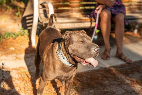 A dog Shar Pei visiting Malaga one of the most charming cities of Andalusia in Spain. with a perfect sunny day and good dog company.