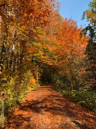 Waldweg im Oktober