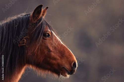 Horse grazingin at beautiful sunset
 photo