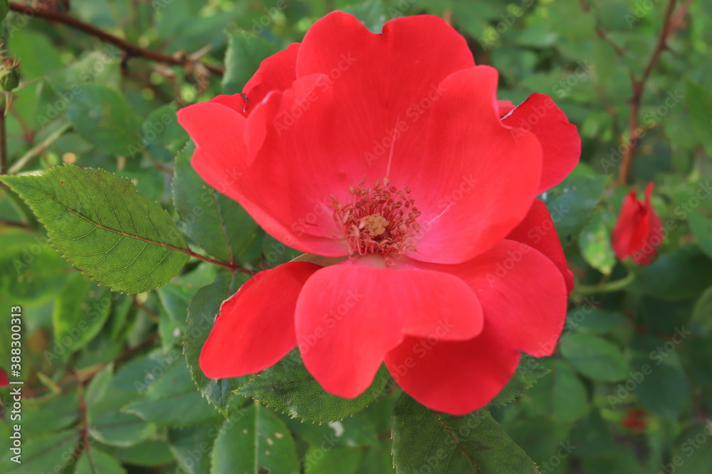 Scarlet rose on a bush Scarlet rose on a bush