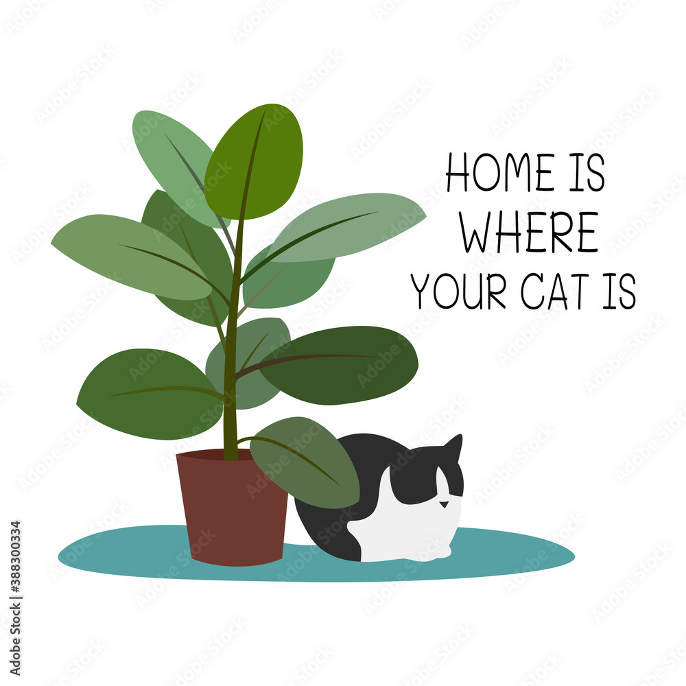 Fotografie Home is where your cat is