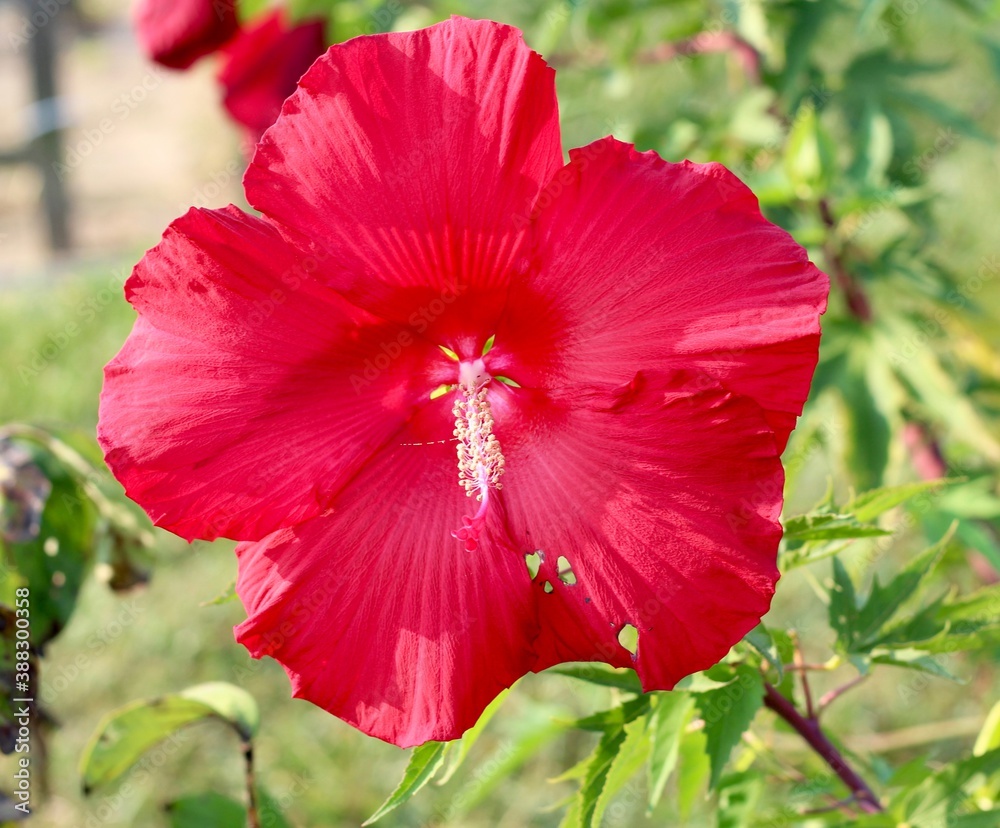 A close view of the bright red hibiscus flower in the garden. A close view of the bright red hibiscus flower in the garden.