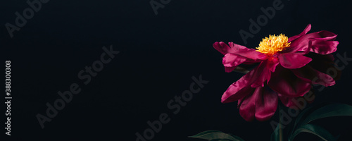 Beautiful magenta peony on black. Floral banner, copy space