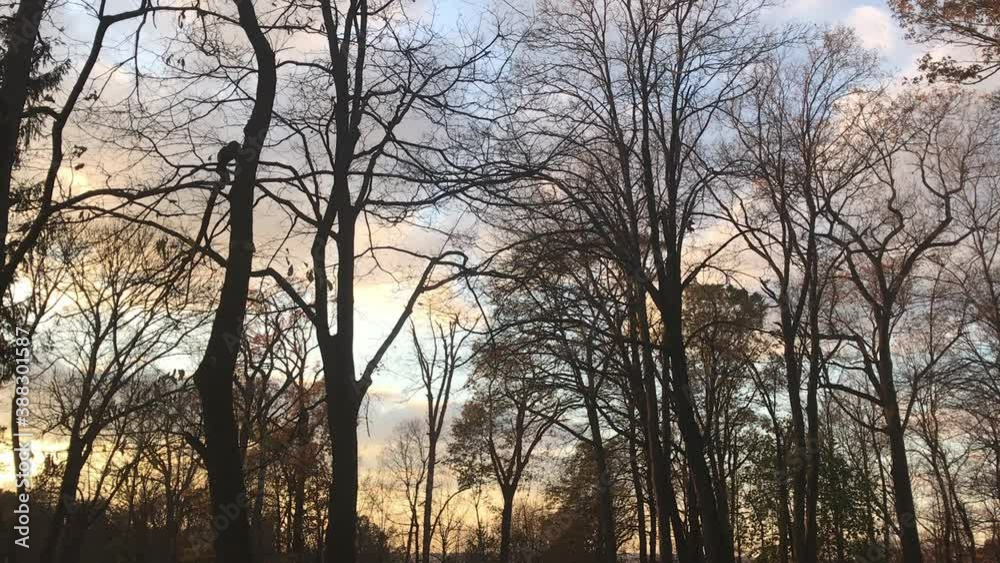 trees in the woods in November trees in the woods in November