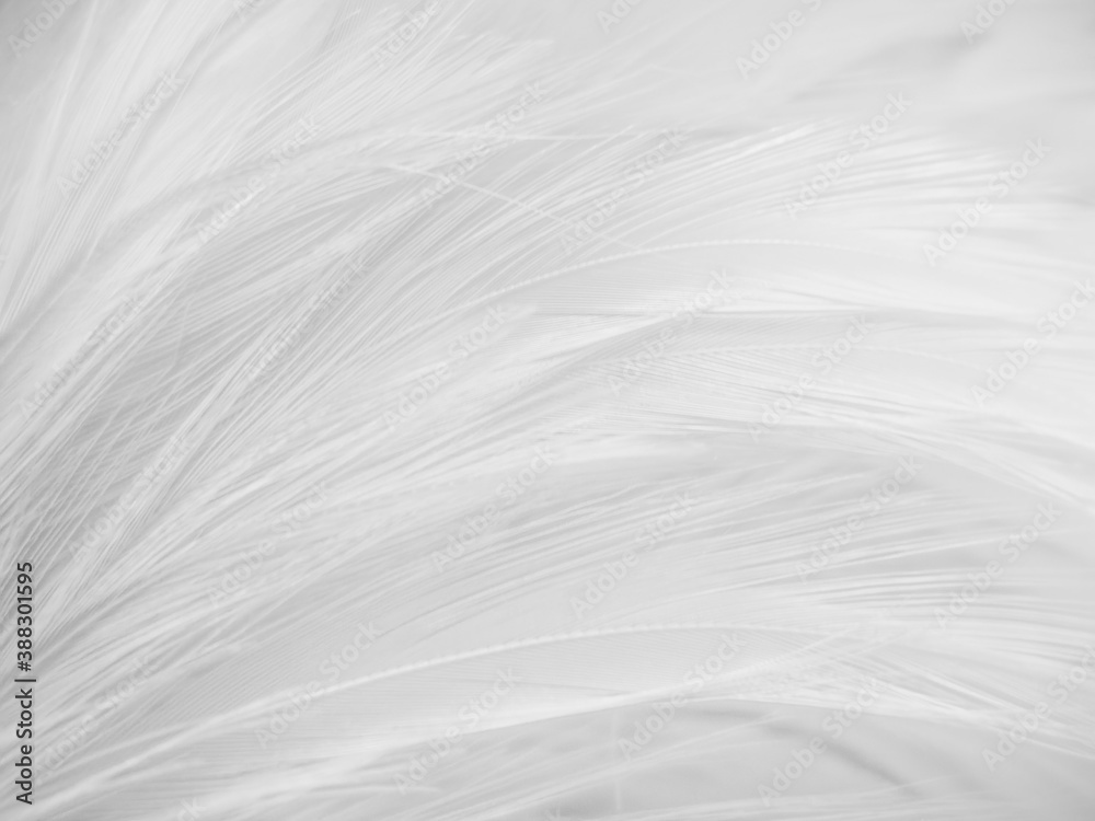 Beautiful abstract gray feathers on white background and soft white feather texture on white pattern and brown background, white texture wallpaper, love theme, valentines day Beautiful abstract gray feathers on white background and soft white feather texture on white pattern and brown background, white texture wallpaper, love theme, valentines day
