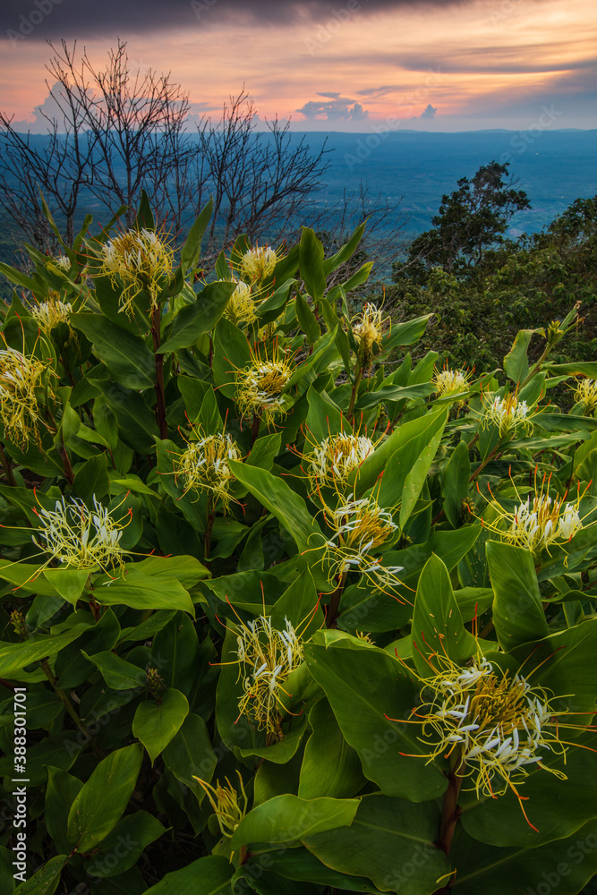 Hedychium ellipticum Buch. - Ham,ex Sm, Beautiful wild followers in the rainy-season. Hedychium ellipticum Buch. - Ham,ex Sm, Beautiful wild followers in the rainy-season.