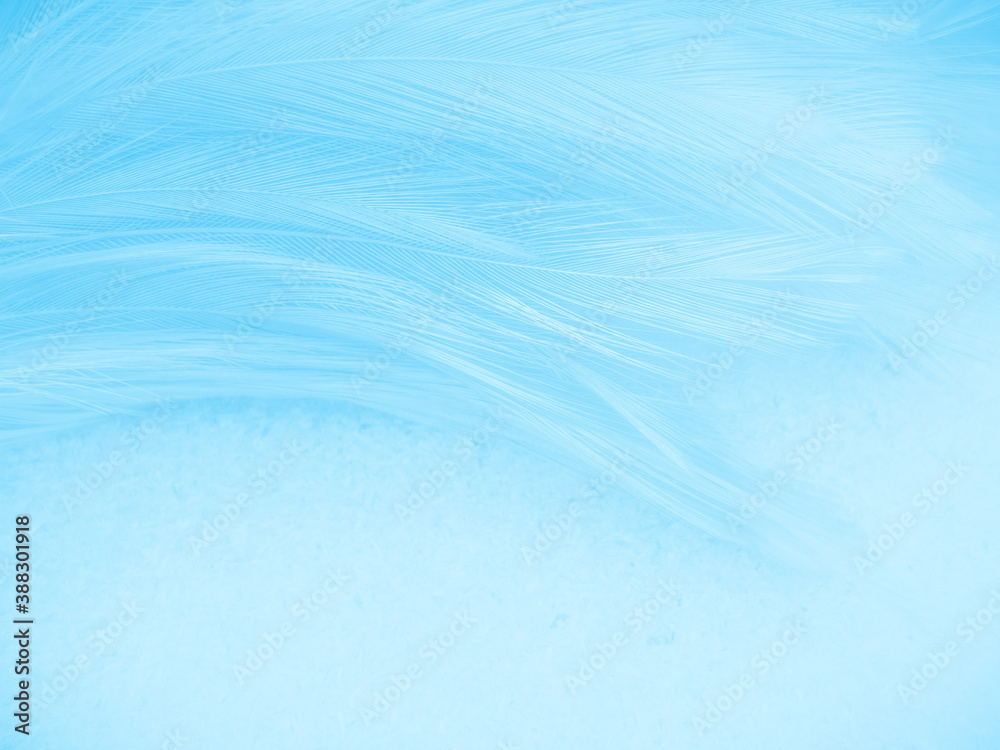 Beautiful abstract blue feathers on white background and soft white feather texture on blue pattern and blue background, feather background, blue theme valentines day Beautiful abstract blue feathers on white background and soft white feather texture on blue pattern and blue background, feather background, blue theme valentines day