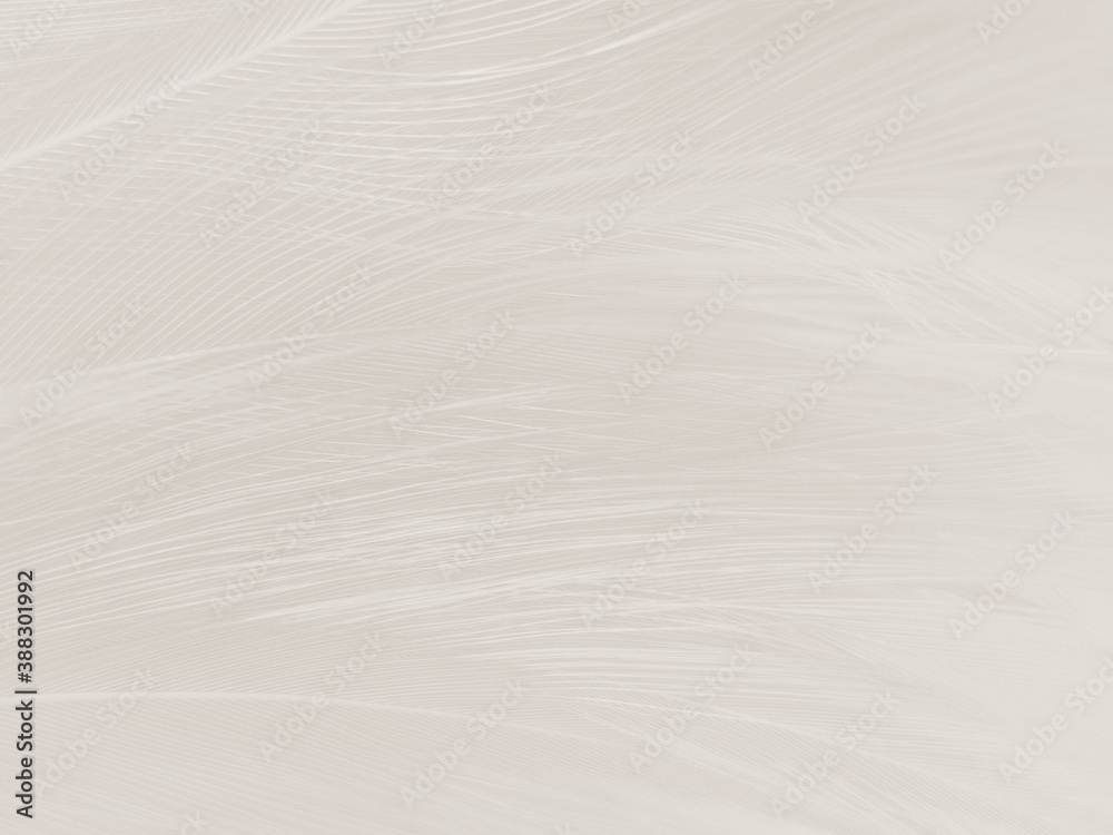 Beautiful abstract gray feathers on white background and soft white feather texture on white pattern and brown background, white texture wallpaper, love theme, valentines day Beautiful abstract gray feathers on white background and soft white feather texture on white pattern and brown background, white texture wallpaper, love theme, valentines day