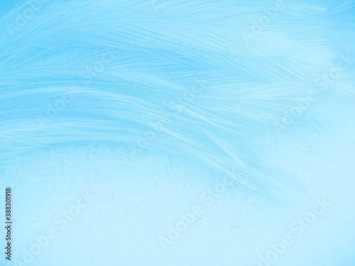 Beautiful abstract blue feathers on white background and soft white feather texture on blue pattern and blue background, feather background, blue theme valentines day