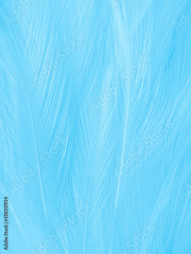 Beautiful abstract blue feathers on white background and soft white feather texture on blue pattern and blue background, feather background, blue theme valentines day