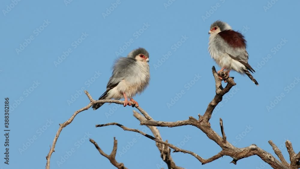 A pair of small pygmy falcons (Polihierax semitorquatus) perched on a branch, South Africa A pair of small pygmy falcons (Polihierax semitorquatus) perched on a branch, South Africa