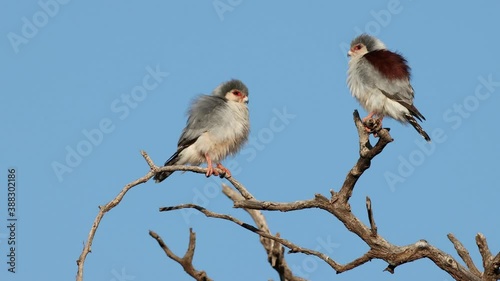 A pair of small pygmy falcons (Polihierax semitorquatus) perched on a branch, South Africa photo