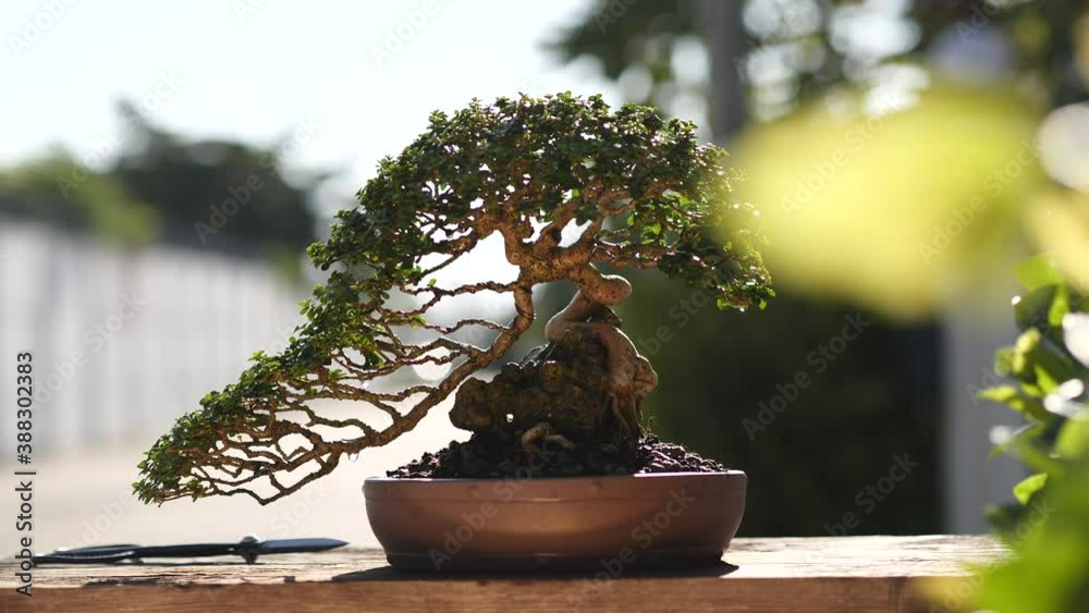 dracaena jade jewel Dracaena Jade Jewel (6 Inch)  Westbrae Nursery