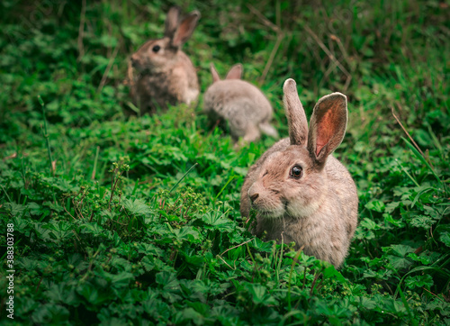 rabbit in the grass © david