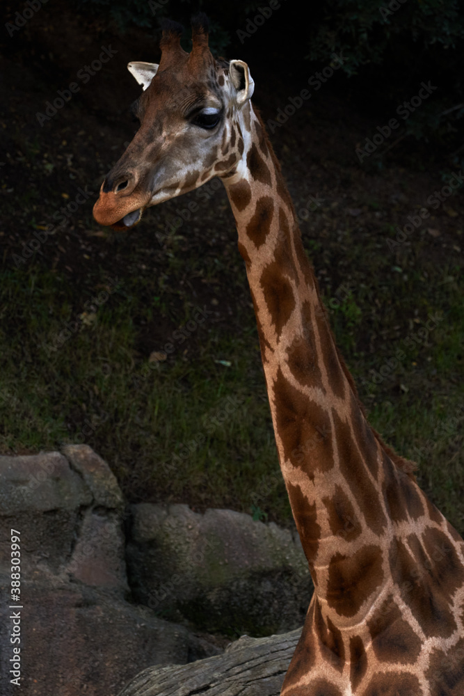 Obraz premium Beautiful portrait of a Baringo Giraffe from neck up in a zoo in valencia spain