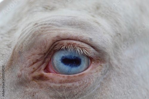 close up of an eye of a albino horse