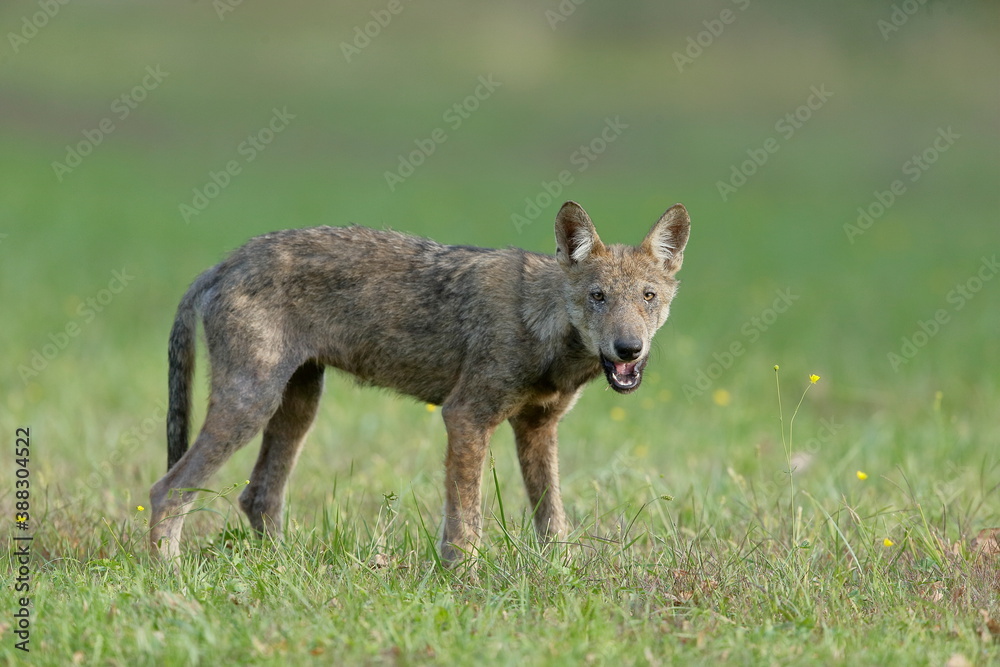 Wolf cub isolated in the grass with blurred background Wolf cub isolated in the grass with blurred background