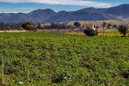 Typical potato field at La Calera municipality at the Cundinamarca region in Colombia